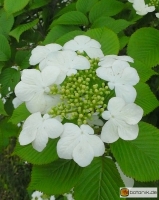 Viburnum plicatum -- Japan-Schneeball